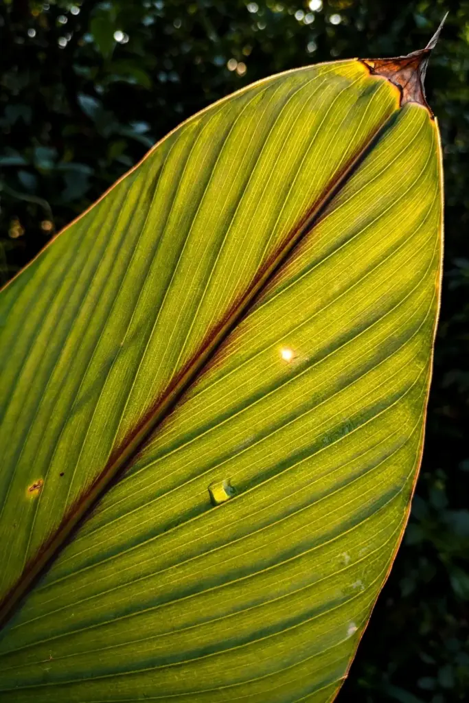 Backlit temulawak leaf glowing with visible veins and midrib stripe
