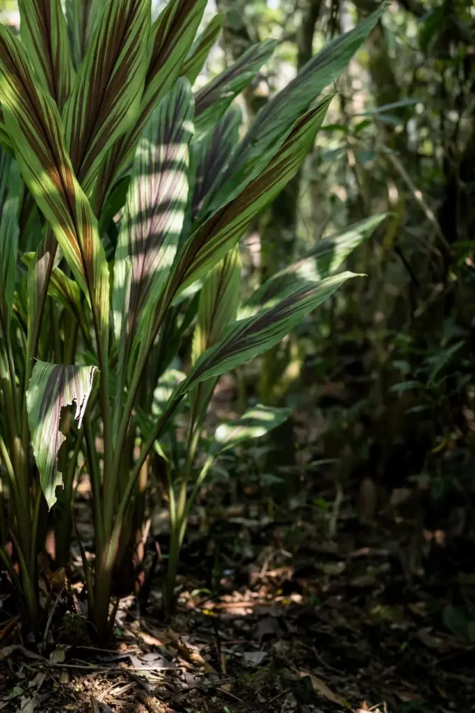 Temulawak clump growing in dappled shade beneath a tree canopy