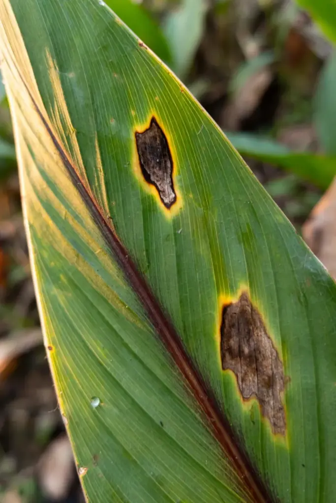 Close-up of brown leaf spot lesions on a temulawak leaf