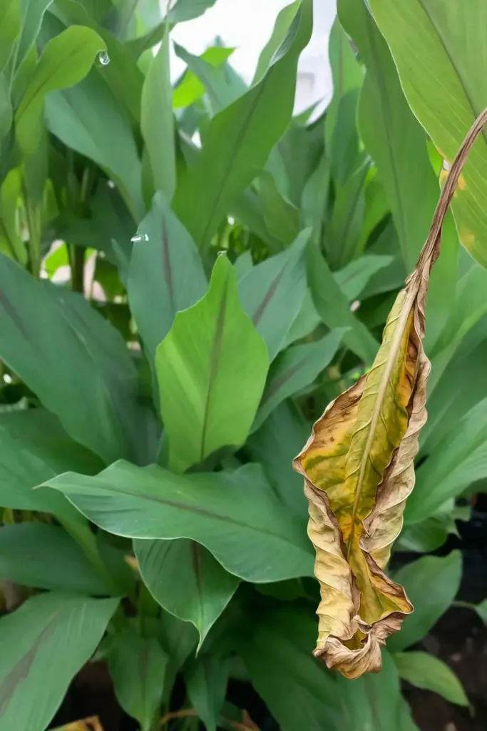 Temulawak leaves yellowing at the edges with healthy green growth behind