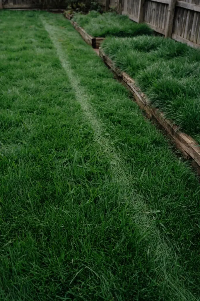 Dense Couch canopy with no bare soil showing between the blades