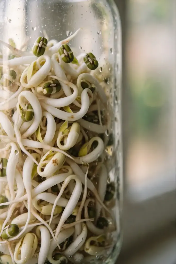 Thick white mung bean sprouts pressed densely inside a glass jar