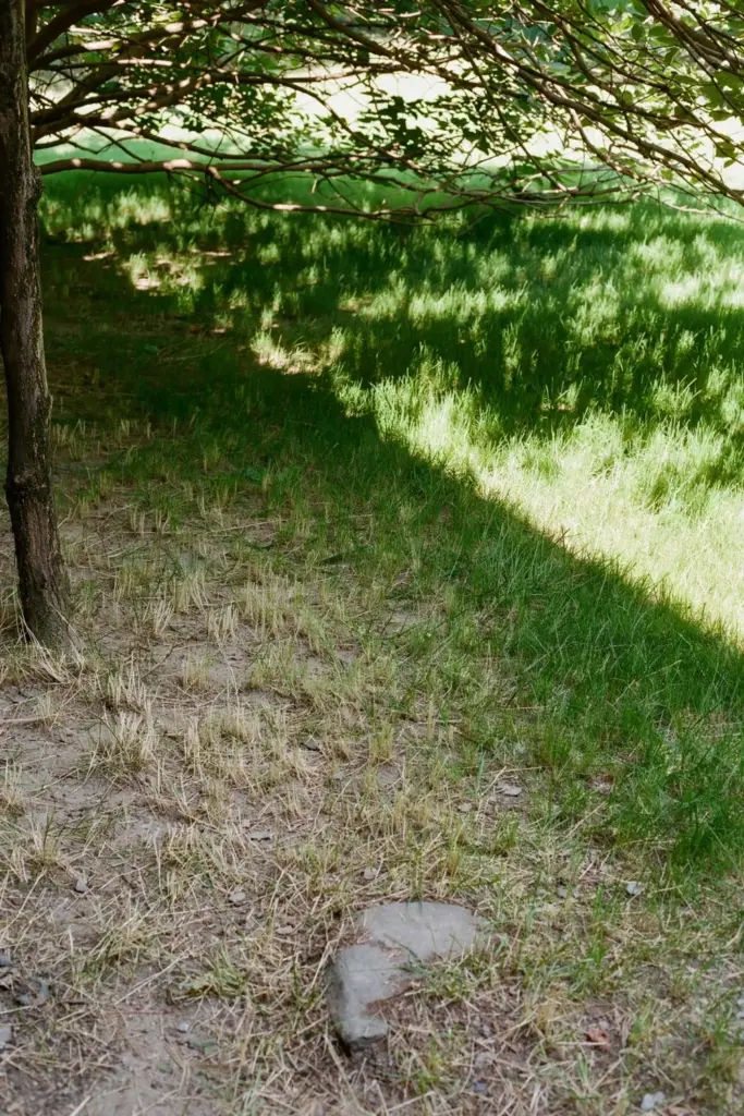 Thin Buffalo turf under a tree canopy with a shadow line across the lawn
