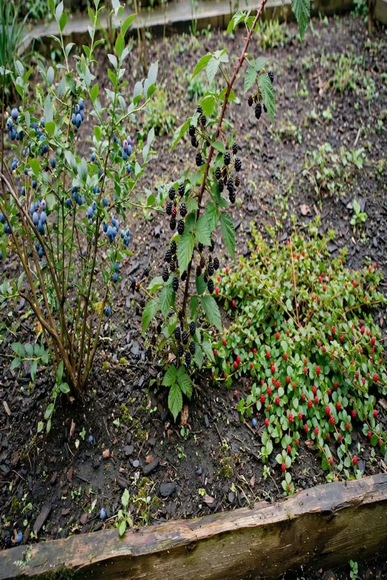 Three berry growth forms side by side: woody bush, thorny cane, and low spreading shrub