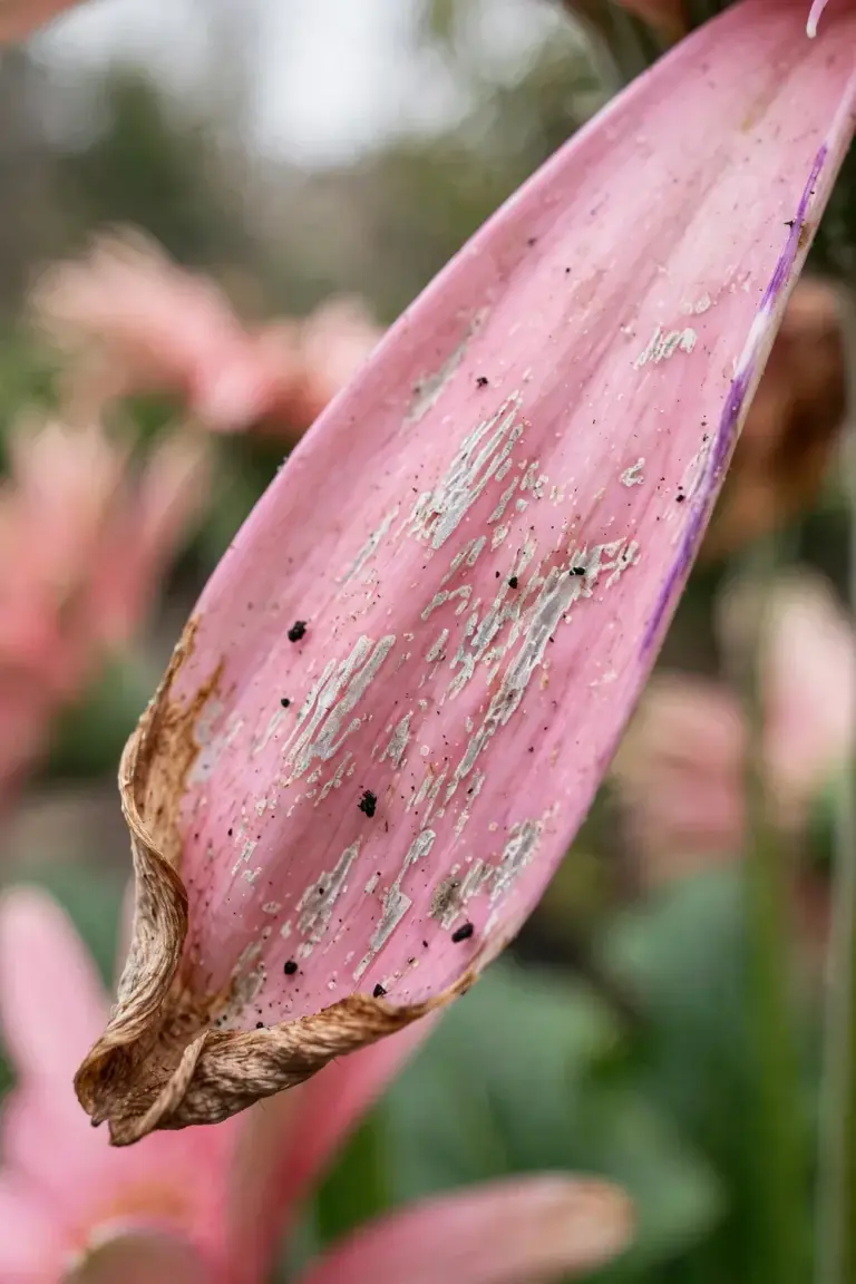 Macro of thrips feeding damage stippling a gerbera petal
