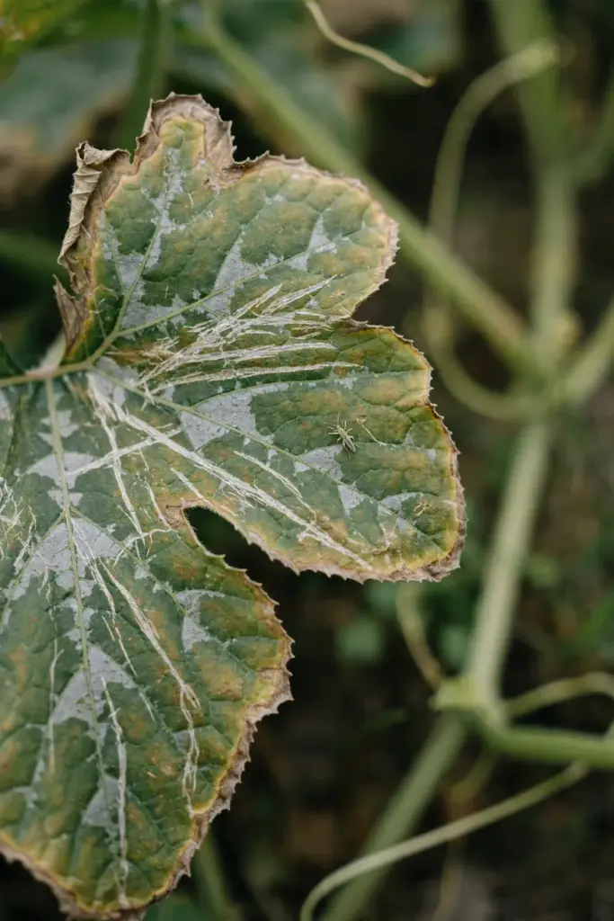 Silvery thrips scarring on a pumpkin leaf with bronzed edges