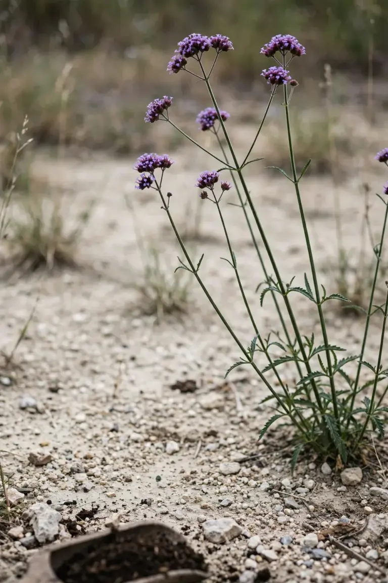 Tall verbena thriving in lean sandy soil with a small compost scoop nearby
