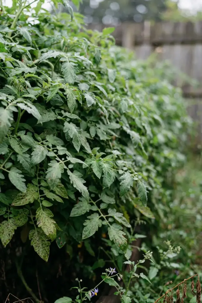 Crowded tomato bed with touching wet leaves, high septoria risk.