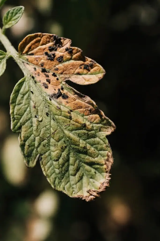 Extreme close-up of a tomato leaflet with bronzing and brown virus lesions.