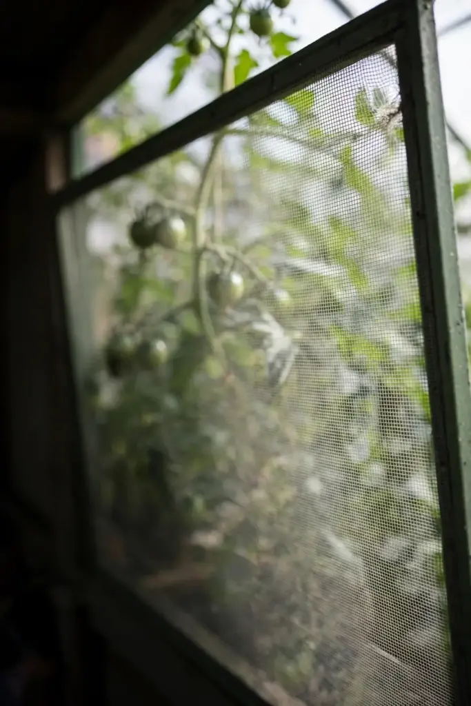 Fine mesh screen fitted over a greenhouse vent.