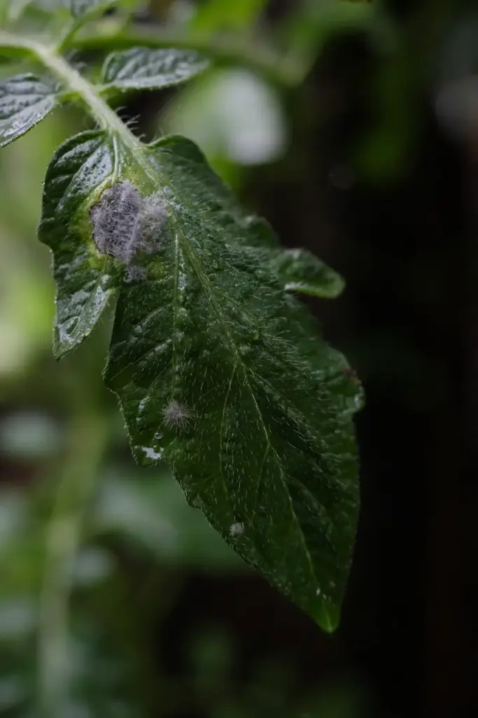 Macro of gray fungal fuzz sporulating on a tomato leaf lesion in humid air.