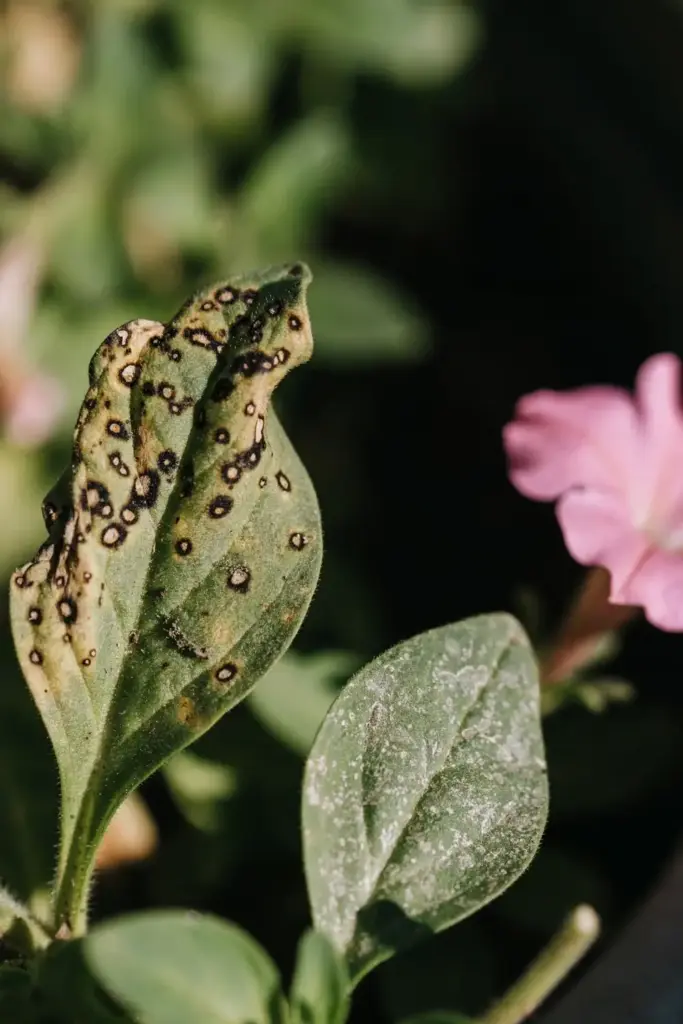 Petunia leaf with small brown spots from virus-carrying thrips feeding.
