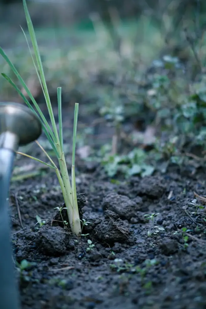 Rooted lemongrass stalk being planted in a prepared garden bed