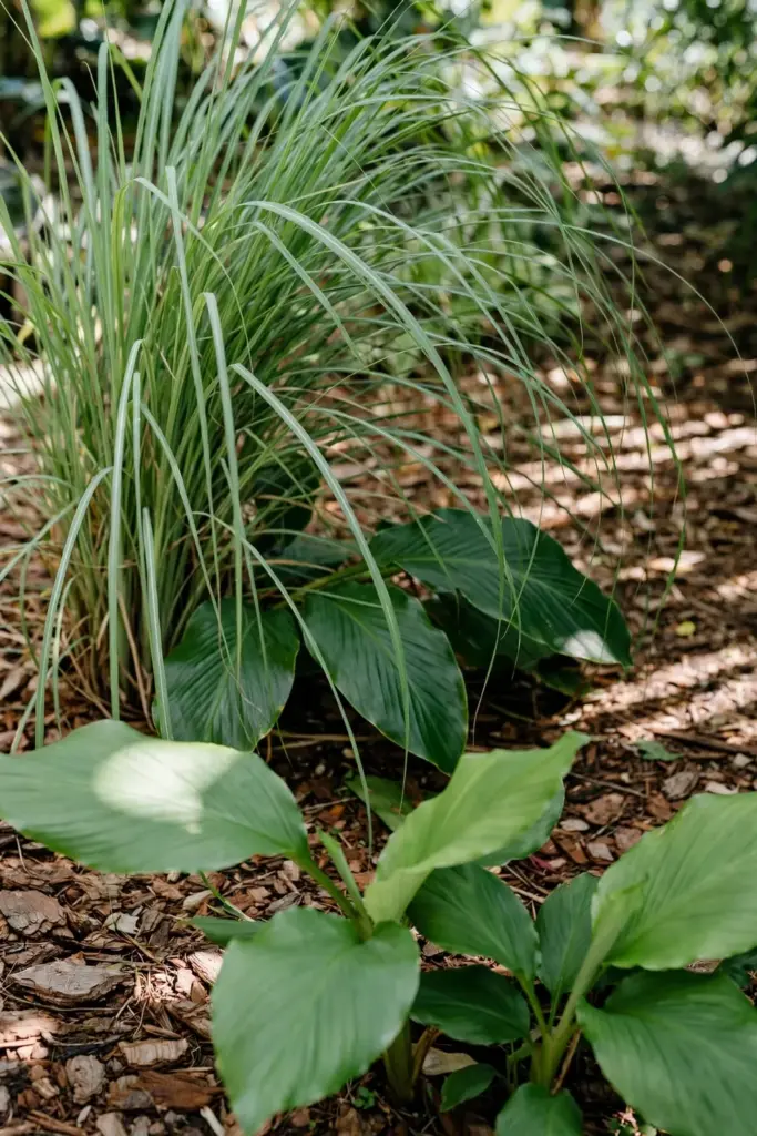 Lemongrass growing beside ginger and turmeric in a garden corner