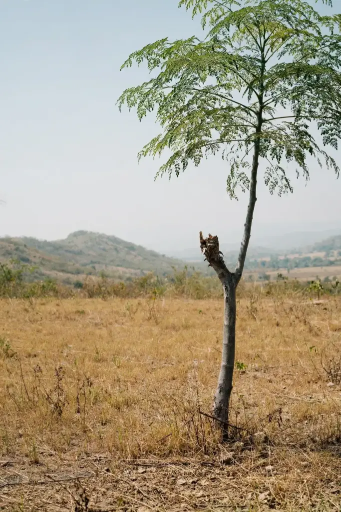Tall moringa tree growing in a sunny tropical landscape with blue sky
