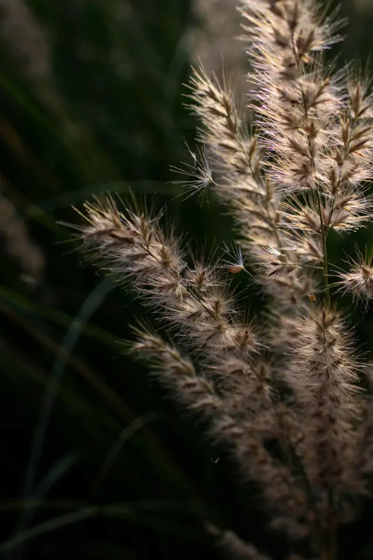 Macro of fountain grass plumes showing feathery spikelets backlit by low sun