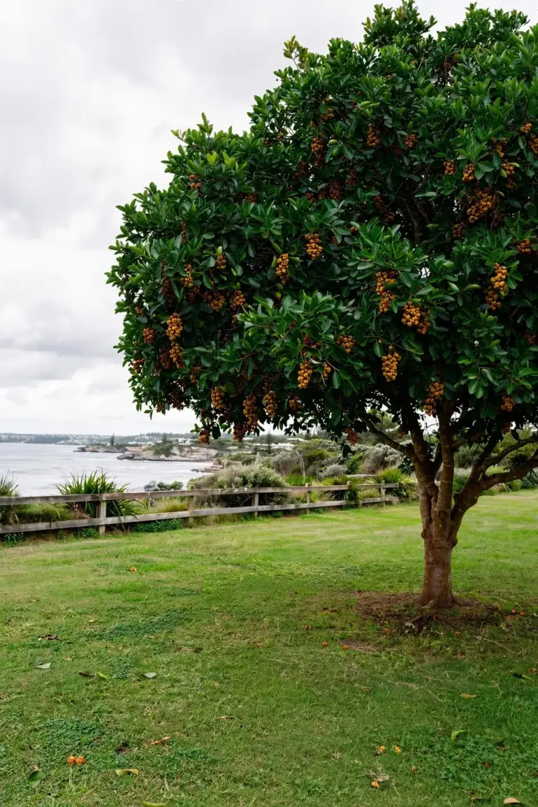 Broad tuckeroo tree with dense canopy and orange fruit clusters