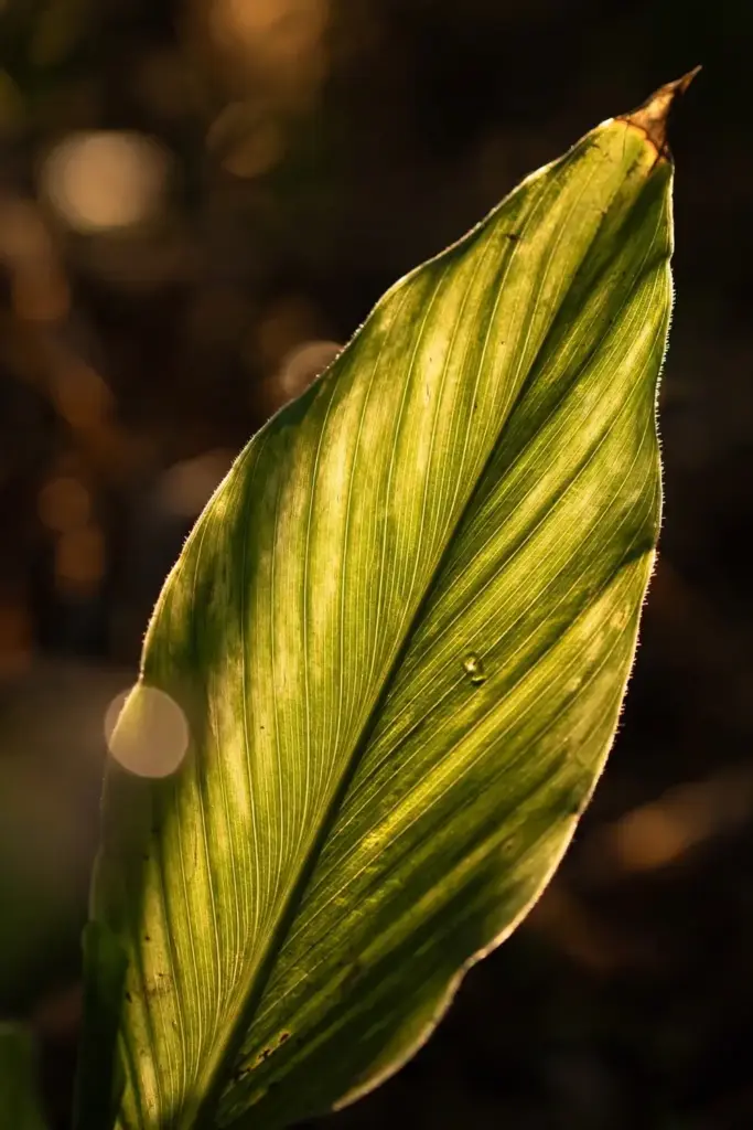 Backlit turmeric leaf glowing with etched veins and a water bead