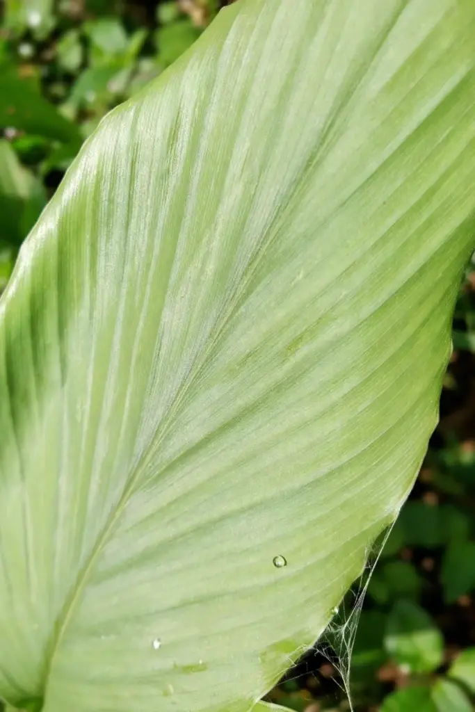 Inspecting the underside of turmeric leaves for spider mites