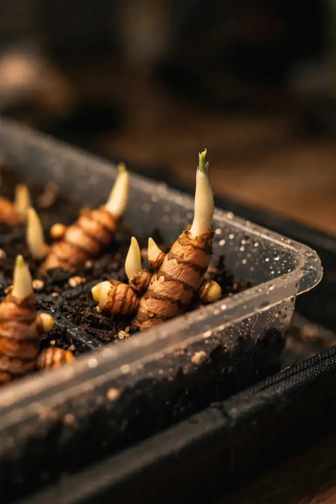 Turmeric rhizome pieces sprouting pale shoots in a tray of damp potting mix
