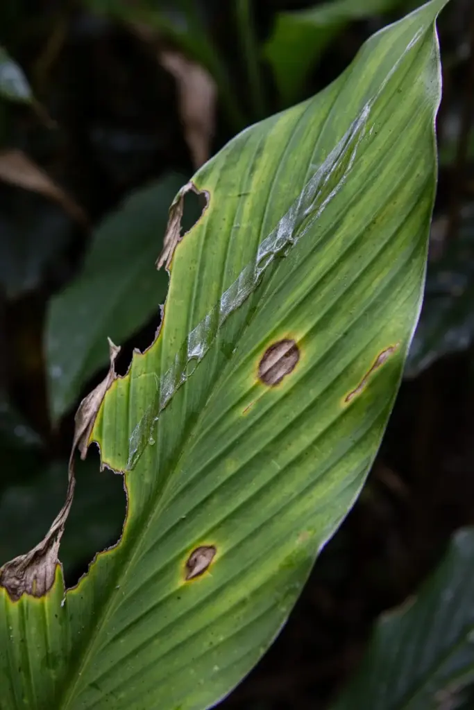 Turmeric leaf with slug-chewed edges and brown leaf spots, macro view