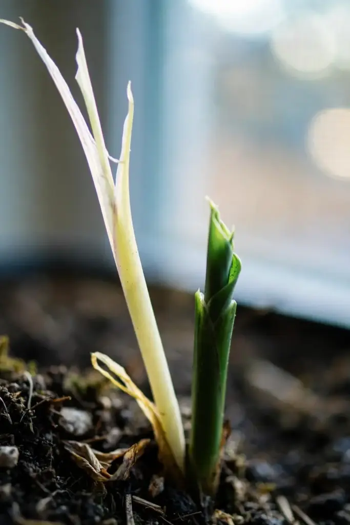 Pale leggy turmeric sprout beside a healthy compact green sprout