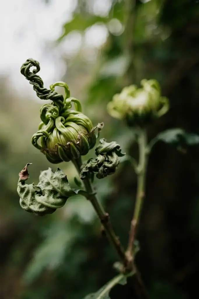 Twisted chrysanthemum bud with bunched, crinkled new leaves.