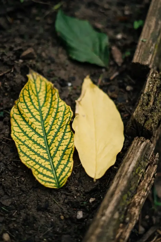 Two leaves side by side showing interveinal and uniform yellowing