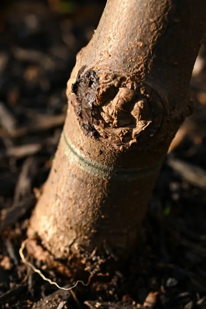 Healed graft union scar on a young ugli tree trunk above the soil