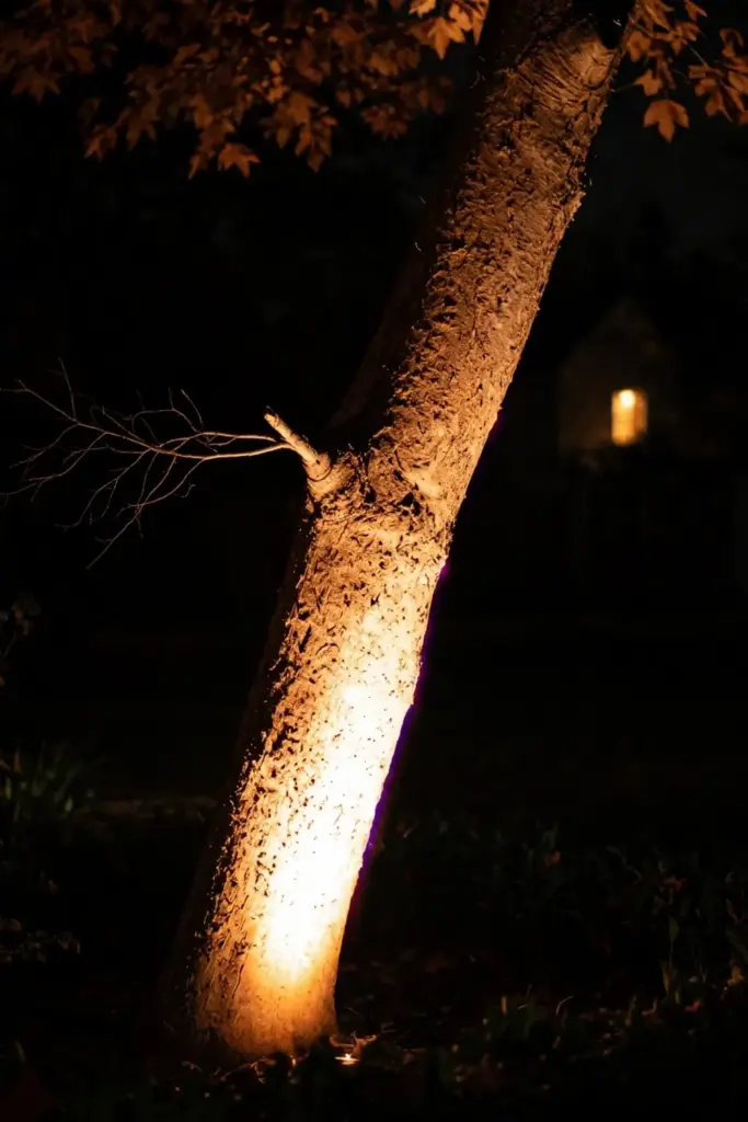 One tree uplight glowing in a dark autumn garden at night