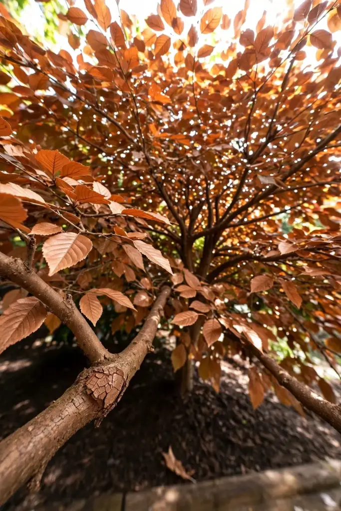 Single vase-shaped ornamental tree as the structural anchor of a fall bed