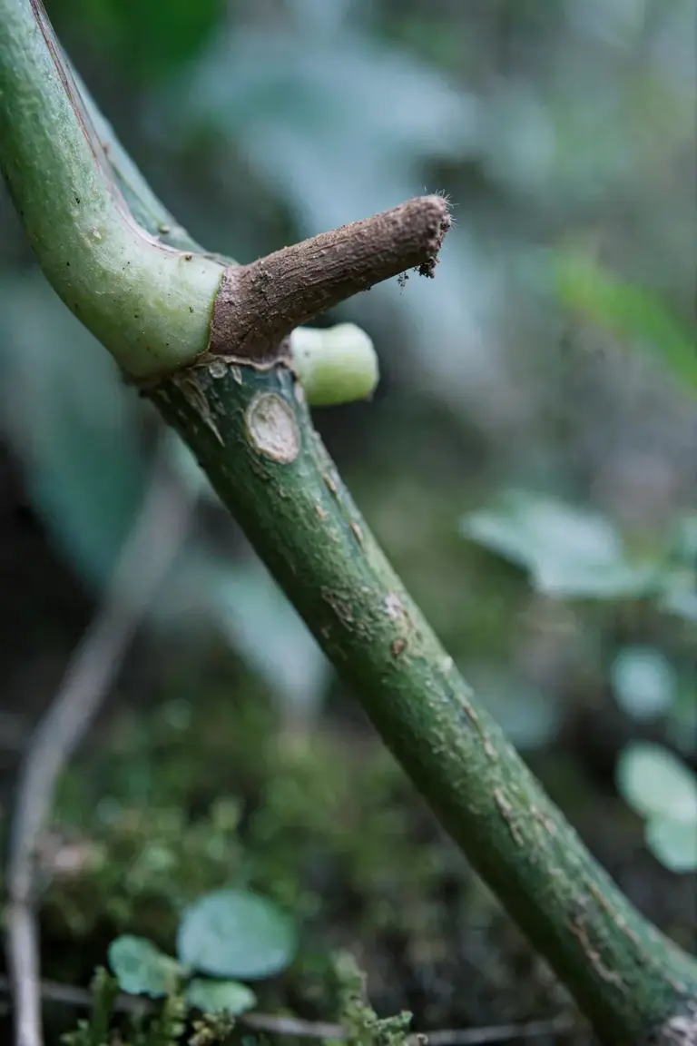 Close-up of a pothos vine node with one thick stubby aerial root