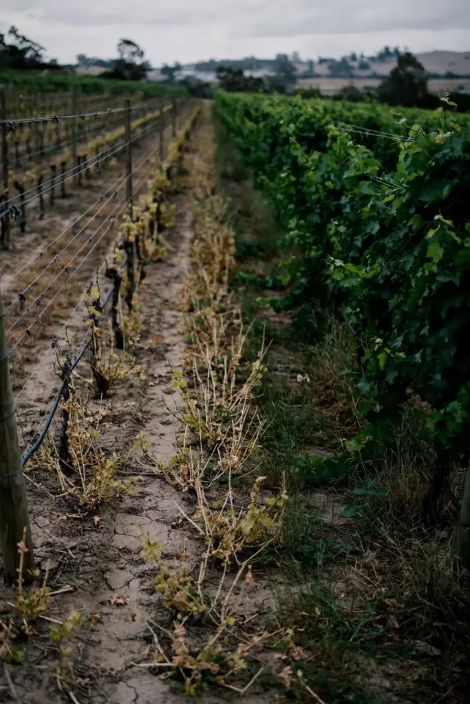 Vineyard block split between declining and healthy vines