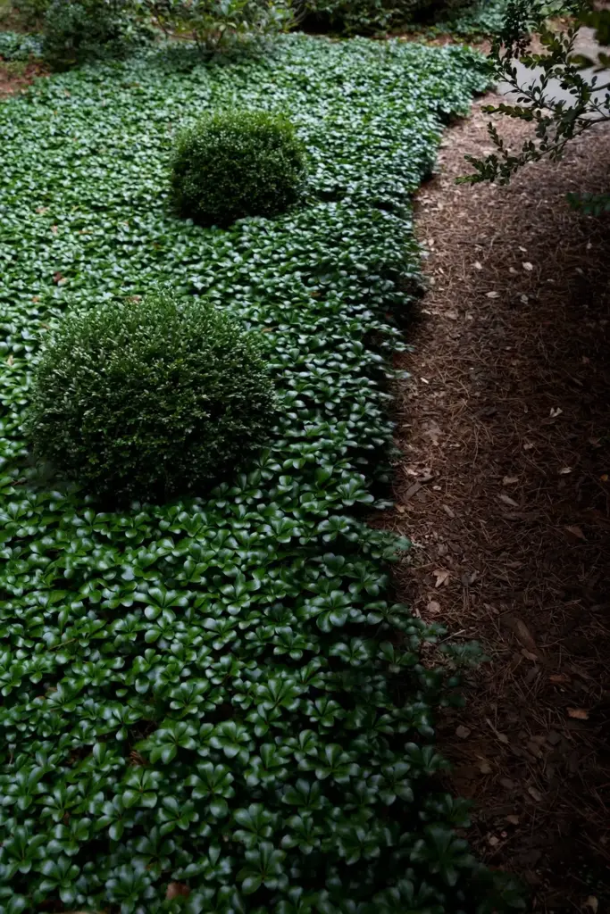 Healthy pachysandra bed and boxwood shrubs along a garden path.