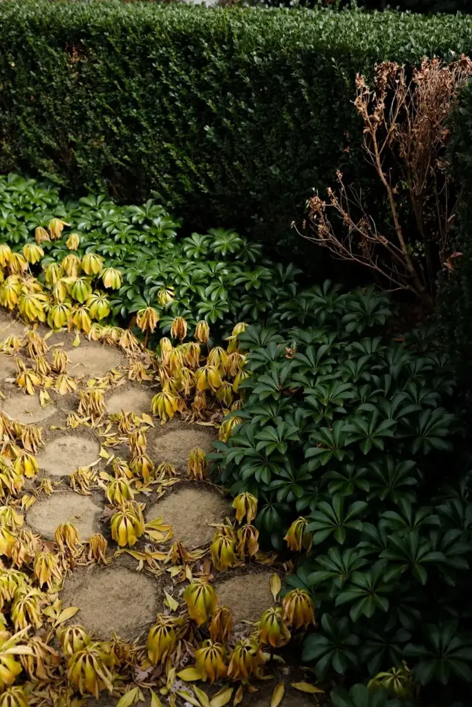 Sun-stressed pachysandra bed thinning in patches beside a boxwood hedge.