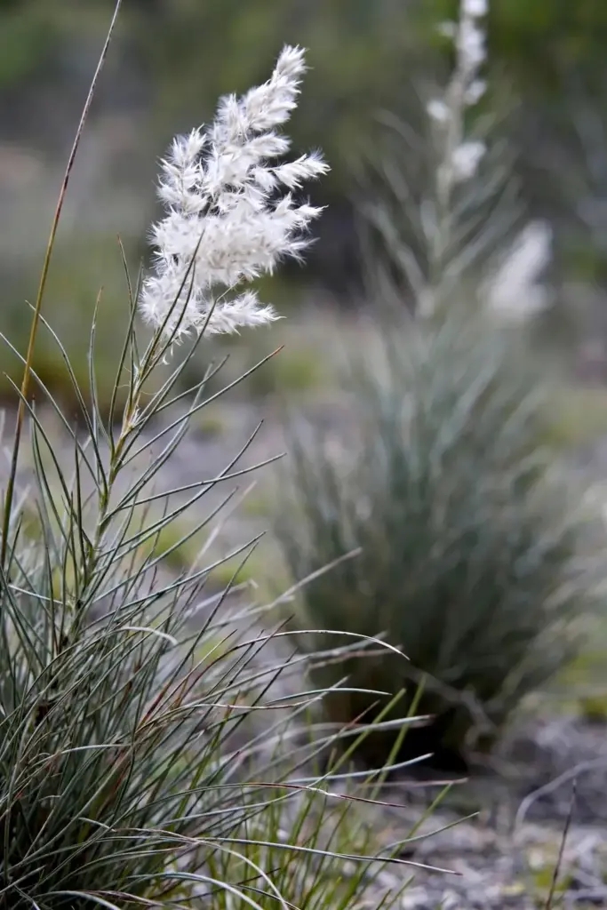 Wallaby grass tussock with a fluffy white seed head above fine narrow leaves