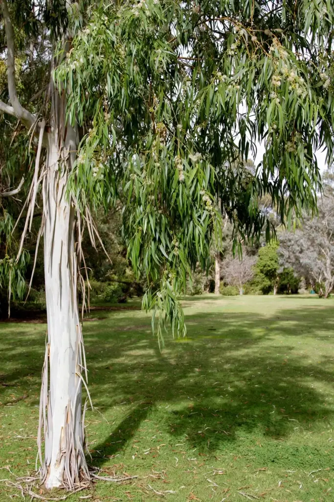 Wallangarra white gum with a powdery white trunk and narrow glossy leaves
