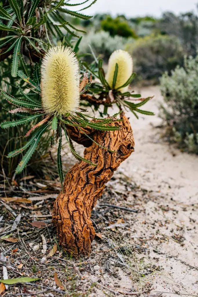 Wallum banksia with wrinkled orange bark and creamy yellow conical spikes