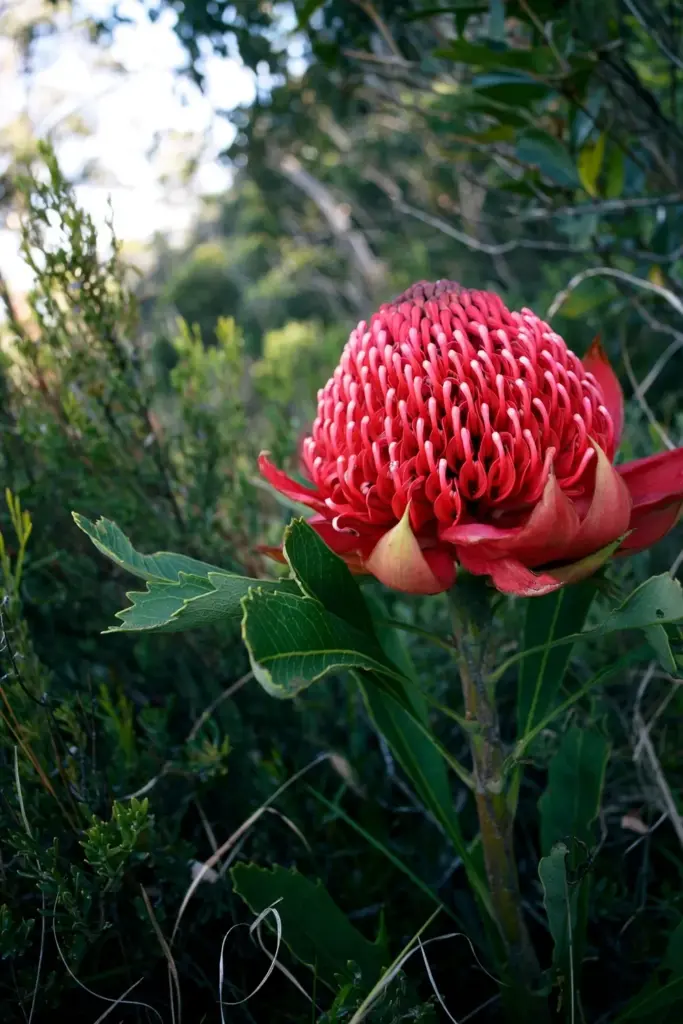 Waratah flower head with red florets and stiff red bracts beside a toothed leaf