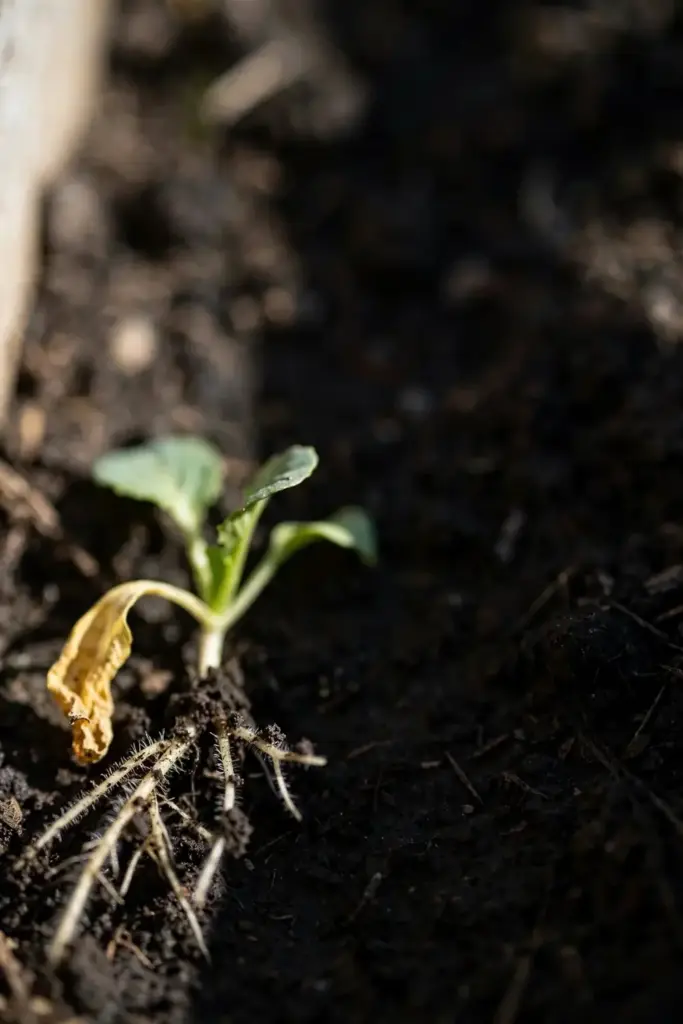Washed vegetable roots, short with few fine hairs and no galls or swellings.