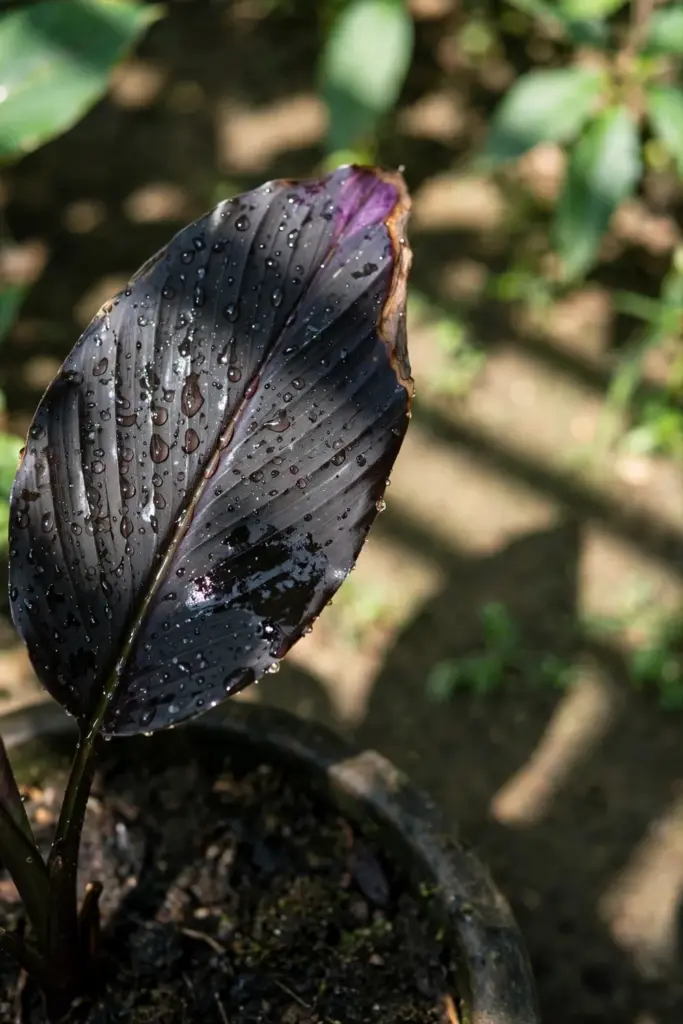 Water droplets beaded on a broad black turmeric leaf after watering