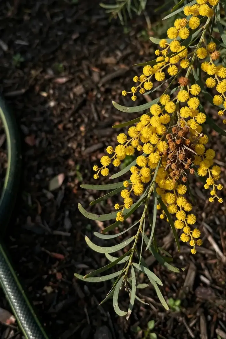First golden wattle flowers on a home-grown wattle in a garden bed