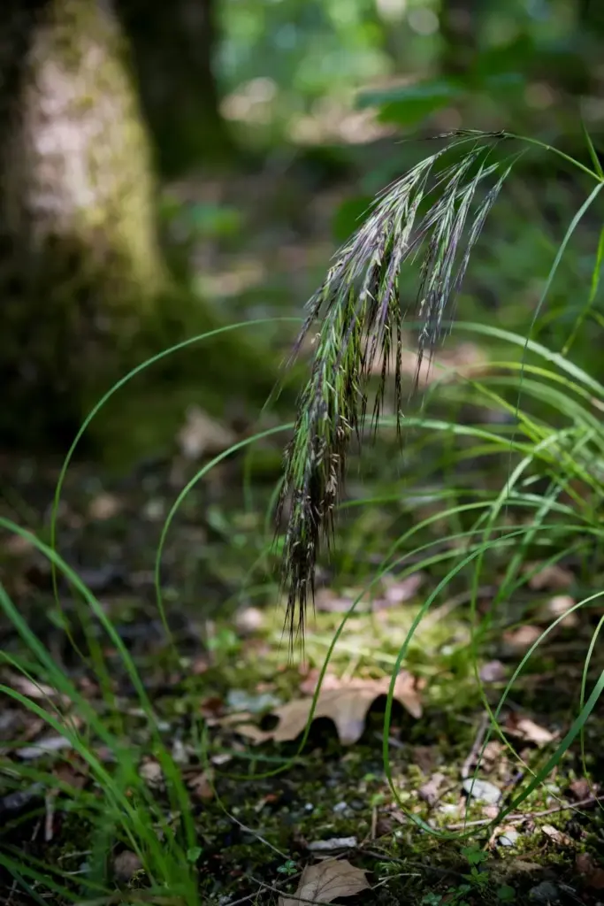 Weeping grass with a drooping seed head and fine arching leaves in shade