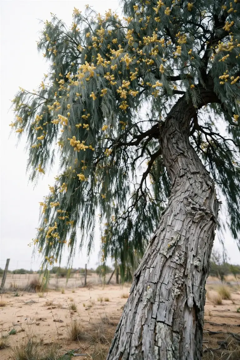 Western myall tree with weeping gray foliage in dry soil