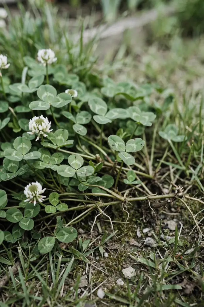 White clover mat with trefoil leaves and white ball flowers in a lawn