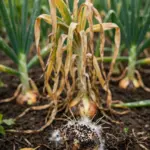 Onion plant yellowing from white rot beside a lifted bulb with white mycelium
