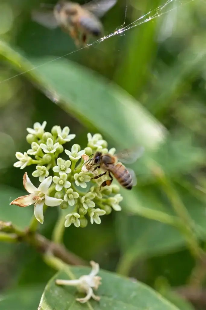 Tiny white sapote blossoms with a bee visiting a flower cluster