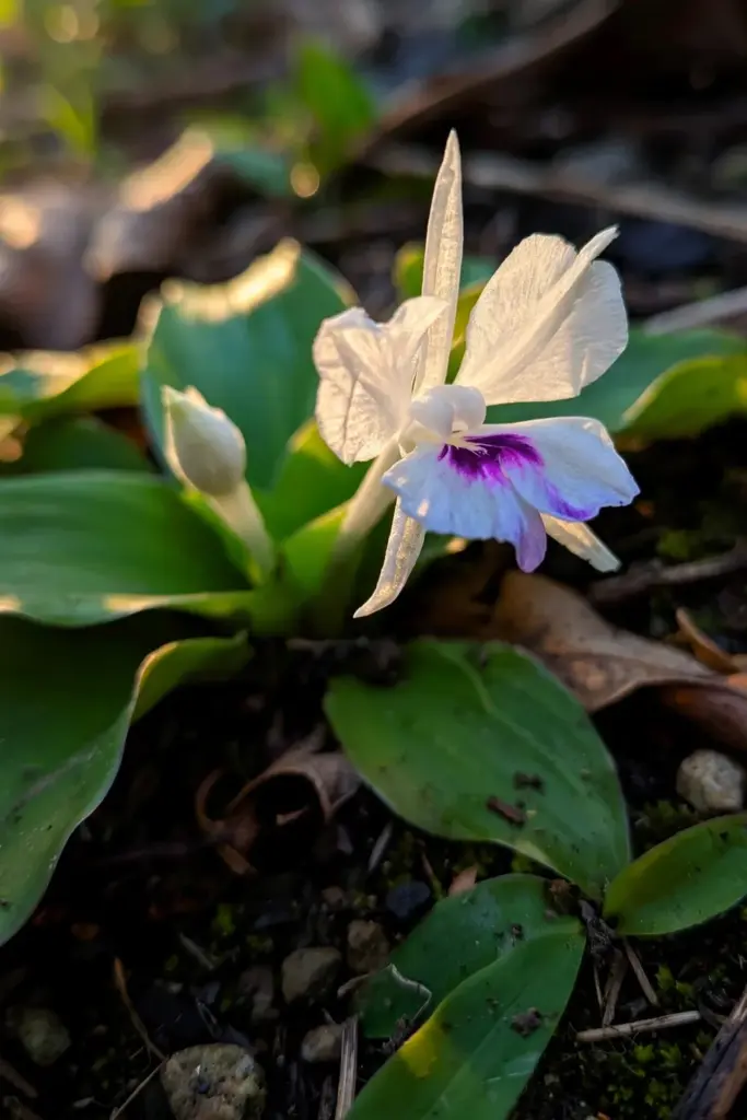 White tubular kencur flower with a purple-marked lip among flat leaves