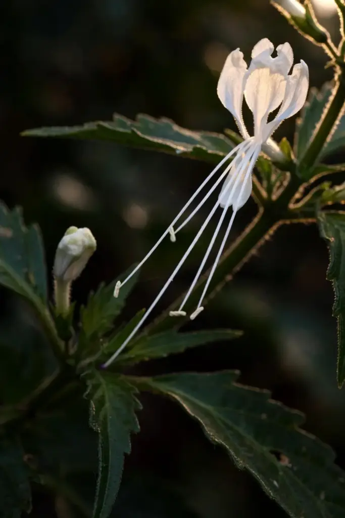 White tubular Java tea flower with long stamens in macro view