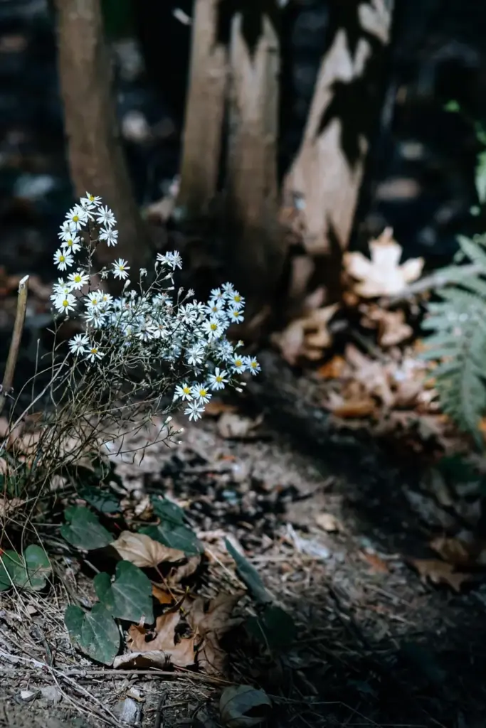 White wood aster stars blooming in dry shade beneath maple trunks